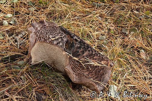 sarniak dachówkowaty Sarcodon imbricatum kolczak