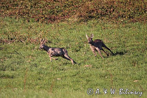 dwa koziołki, gonitwa, sarna europejska Capreolus capreolus)