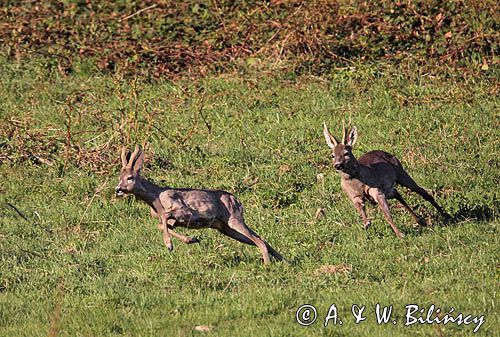 dwa koziołki, gonitwa, sarna europejska Capreolus capreolus)