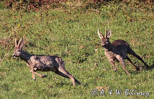 dwa koziołki, gonitwa, sarna europejska Capreolus capreolus)