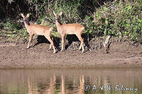 Sarna, sarna europejska, Capreolus capreolus, rzeka Odra