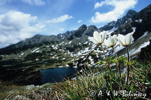 sasanka alpejska Pulsatilla alpina)