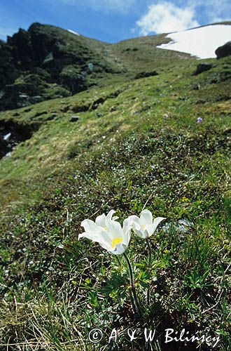 sasanka alpejska Pulsatilla alpina)