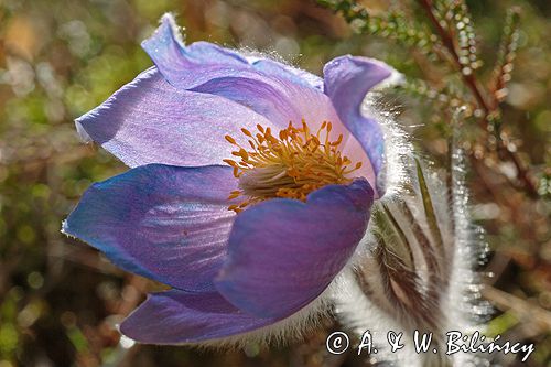 sasanka otwarta /Pulsatilla patens/