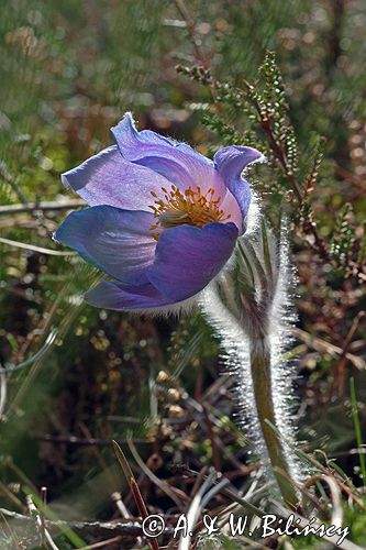 sasanka otwarta /Pulsatilla patens/