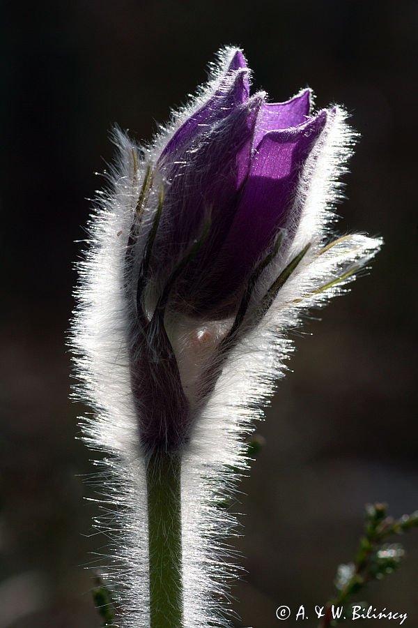 sasanka otwarta /Pulsatilla patens/