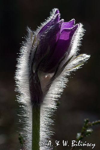 sasanka otwarta /Pulsatilla patens/