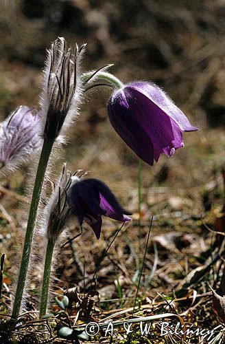 Sasanka otwarta, sasanka dzwonkowata, Pulsatilla patens