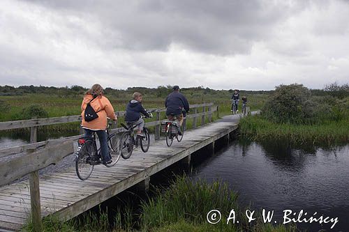 na ścieżce rowerowej w parku narodowym na wyspie Schiermonnikoog, Wyspy Fryzyjskie, Waddenzee, Holandia Nationaal Park Schiermonnikoog, Morze Wattowe