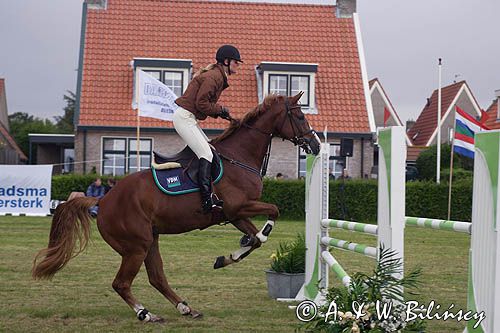 skok przez przeszkodę w czasie zawodów konnych na wyspie Schiermonnikoog, Wyspy Fryzyjskie, Waddenzee, Holandia, Morze Wattowe