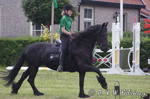 koń fryzyjski w czasie zawodów konnych na wyspie Schiermonnikoog, Wyspy -Fryzyjskie, Waddenzee, Holandia, Morze Wattowe