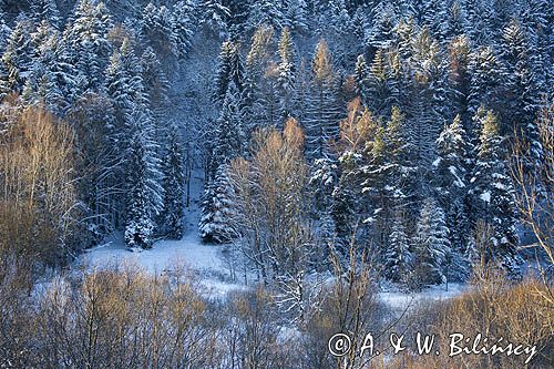 Krajobraz w pierwszych promieniach słońca, Bieszczady