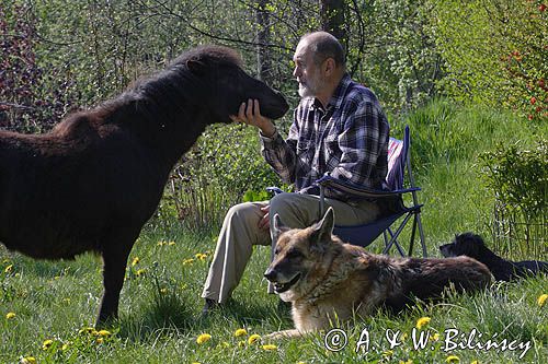 na wsi, kucyk, psy, mężczyzna