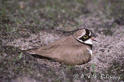 sieweczka rzeczna CHARADRIUS DUBIUS)