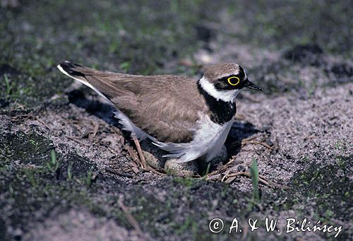 sieweczka rzeczna, CHARADRIUS DUBIUS, gniazdo z jajami