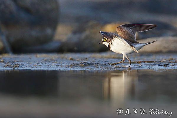Sieweczka rzeczna, Charadrius dubius