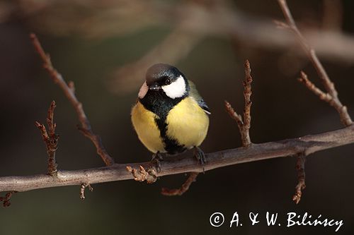 sikora bogatka Parus major