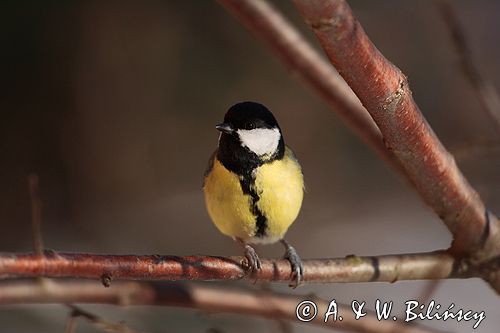 sikora bogatka Parus major