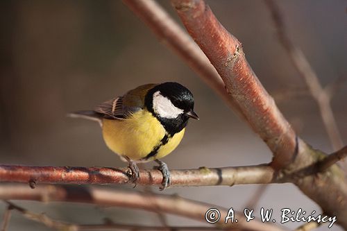 sikora bogatka Parus major