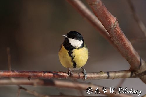 sikora bogatka Parus major