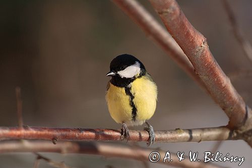 sikora bogatka Parus major