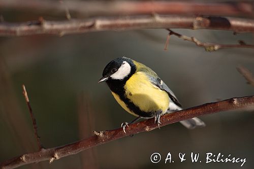 sikora bogatka Parus major