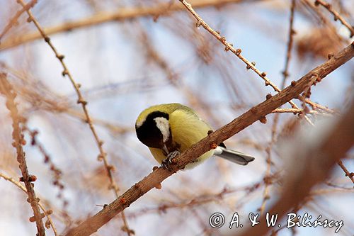 sikora bogatka Parus major