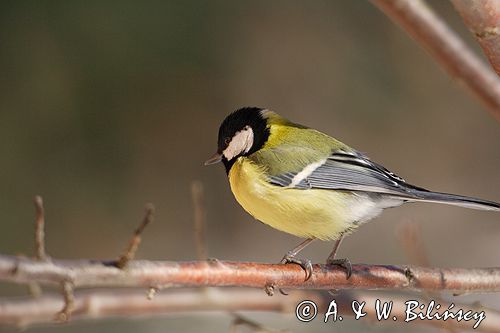 sikora bogatka Parus major