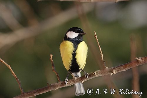 sikora bogatka Parus major