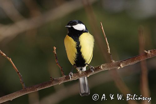 sikora bogatka Parus major