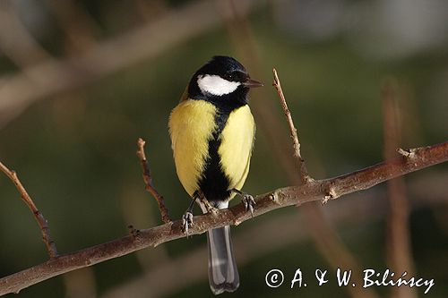 sikora bogatka Parus major