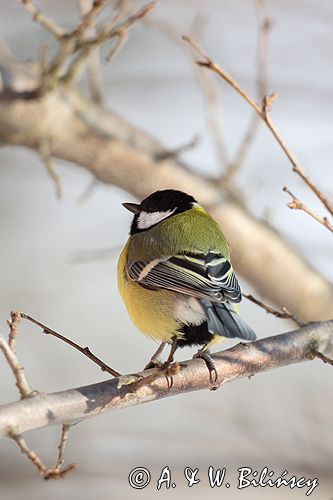 sikora bogatka Parus major