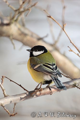 sikora bogatka Parus major