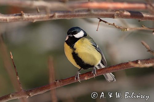 sikora bogatka Parus major