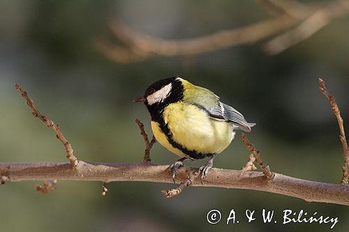 sikora bogatka Parus major