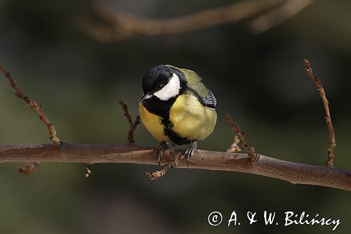 sikora bogatka Parus major