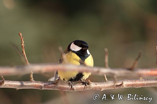 sikora bogatka Parus major