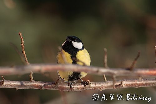 sikora bogatka Parus major