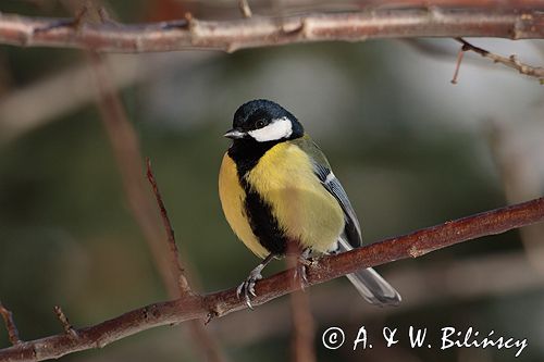 sikora bogatka Parus major