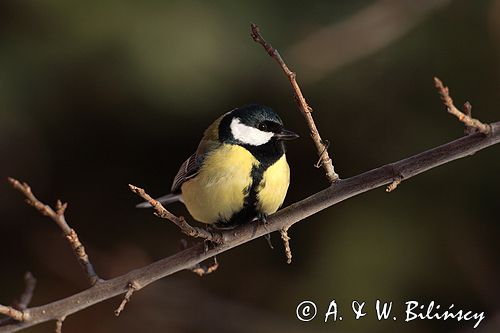 sikora bogatka Parus major