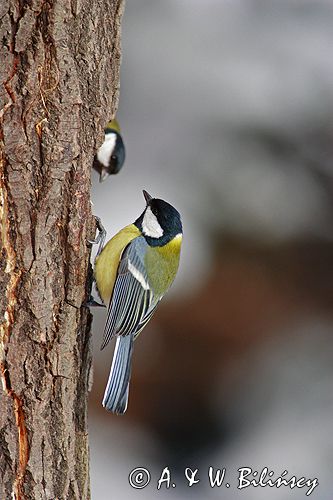 sikora bogatka Parus major