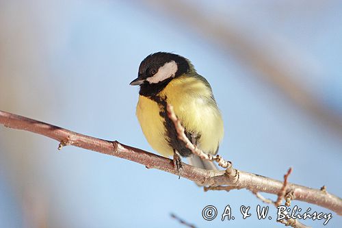 sikora bogatka Parus major