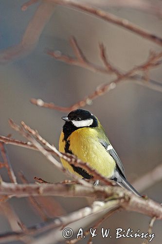 sikora bogatka Parus major