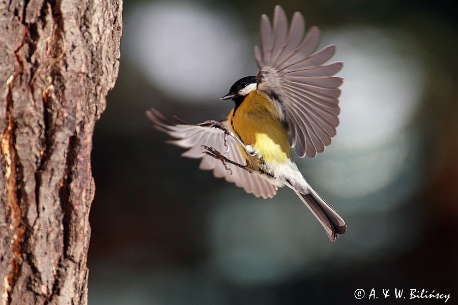 sikora bogatka Parus major