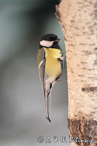 sikora bogatka Parus major