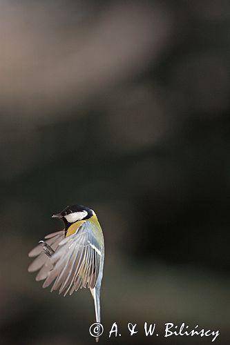 sikora bogatka Parus major