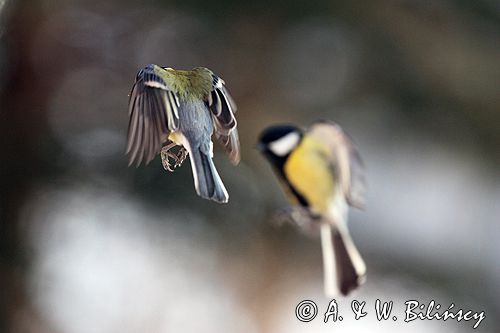 sikora bogatka Parus major
