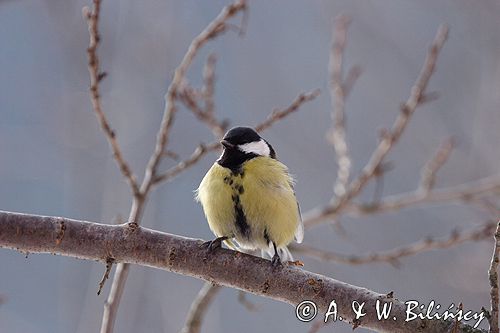 sikora bogatka Parus major