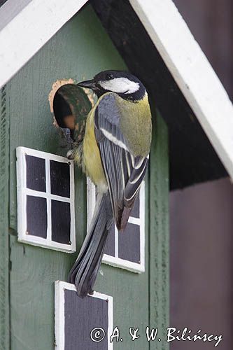 sikora bogatka, Parus major, przy budce