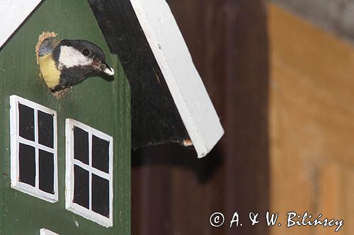 sikora bogatka, Parus major, przy budce